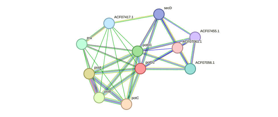 STRING protein interaction network
