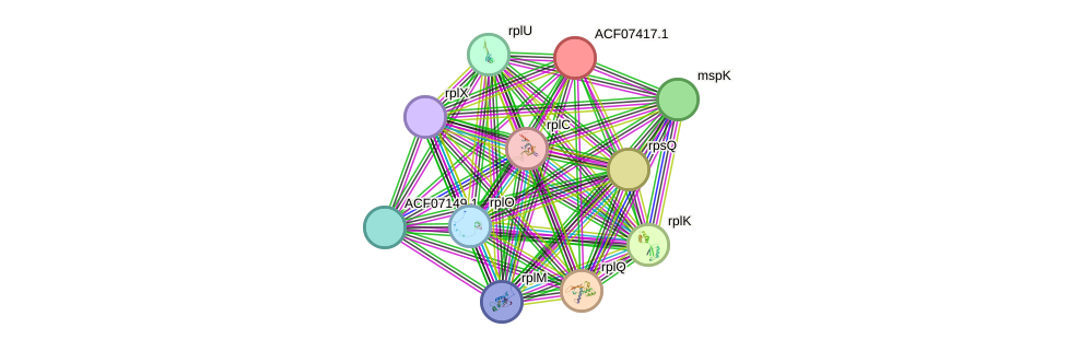 STRING protein interaction network