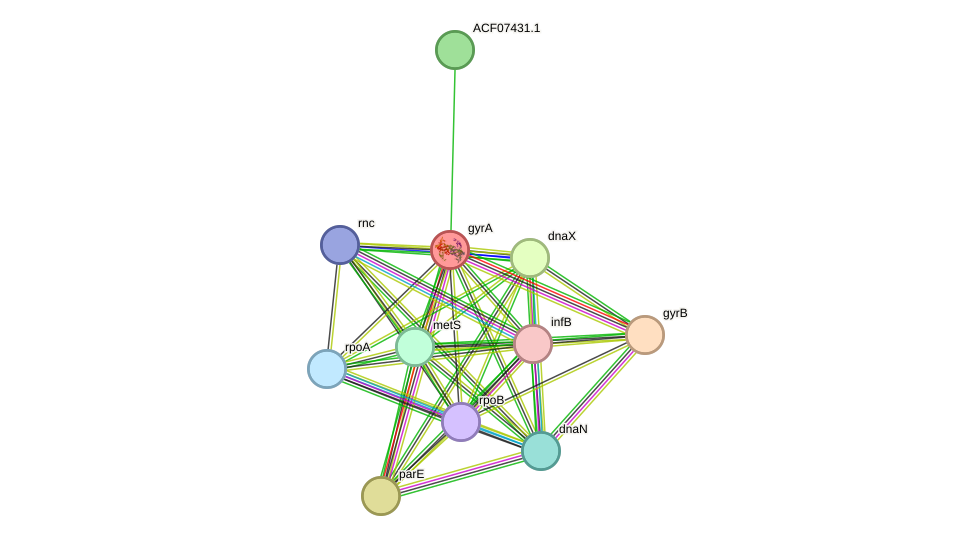 STRING protein interaction network