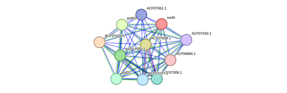STRING protein interaction network