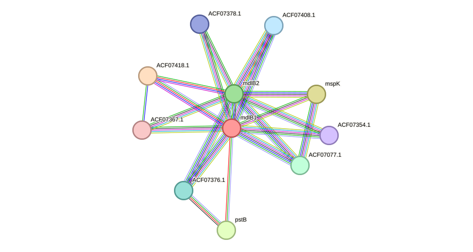 STRING protein interaction network