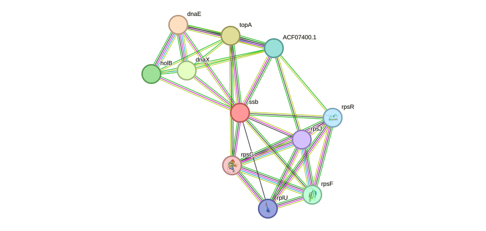 STRING protein interaction network
