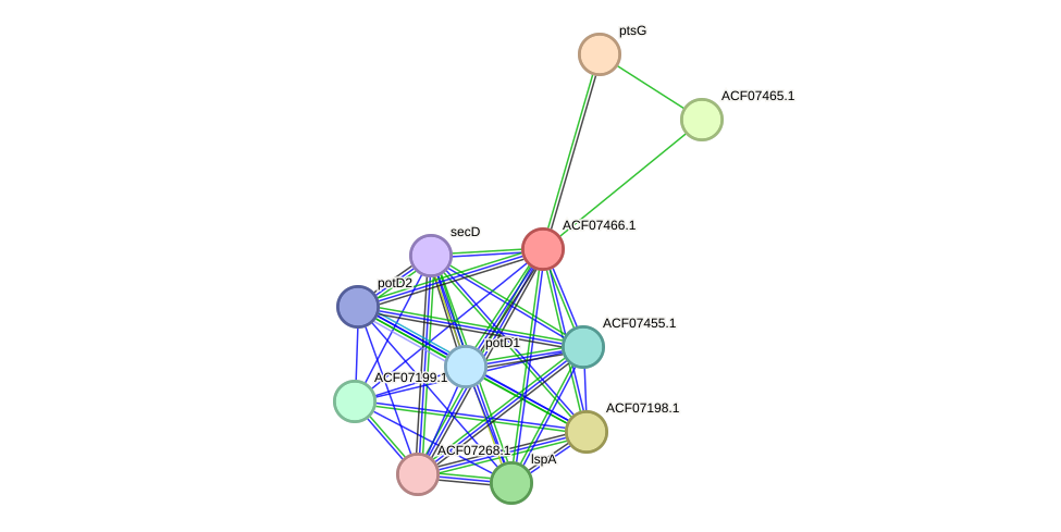 STRING protein interaction network