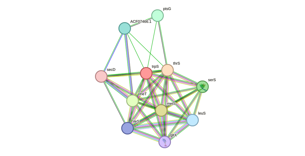 STRING protein interaction network