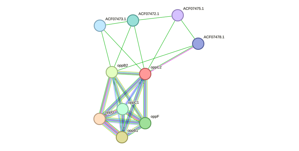 STRING protein interaction network
