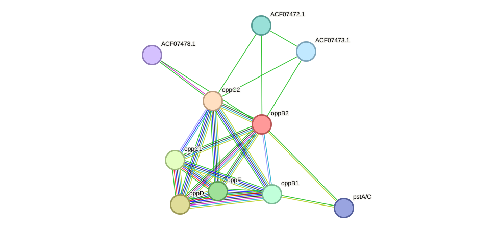 STRING protein interaction network