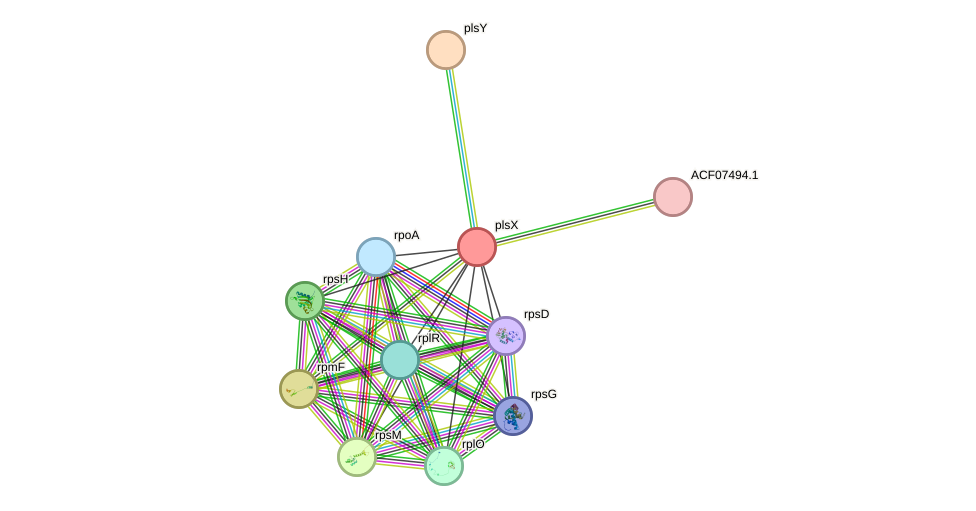 STRING protein interaction network