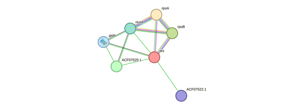 STRING protein interaction network
