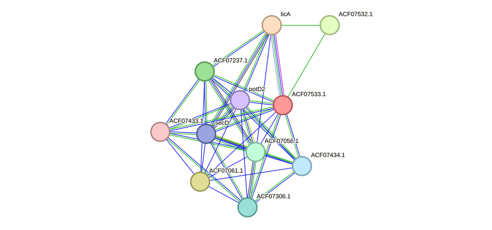 STRING protein interaction network