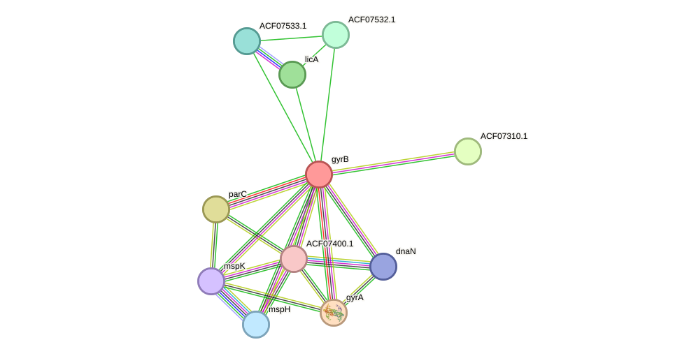 STRING protein interaction network
