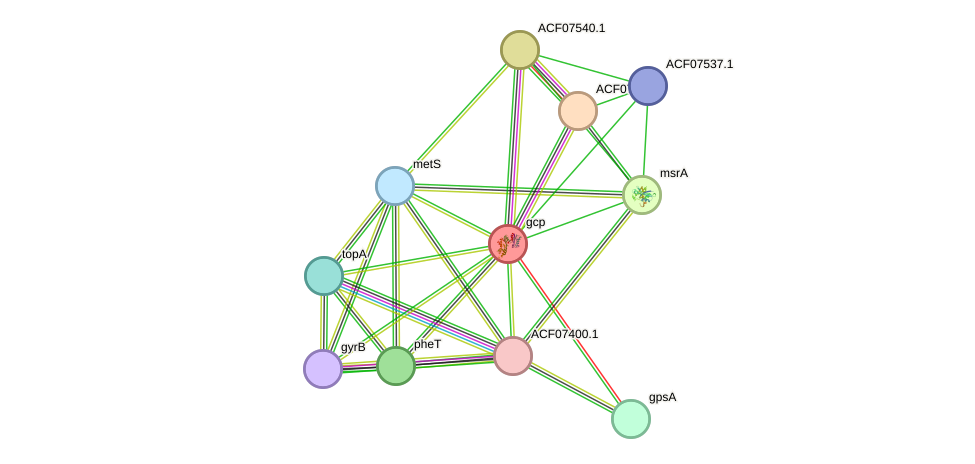 STRING protein interaction network