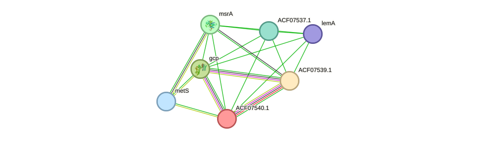 STRING protein interaction network
