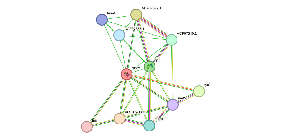 STRING protein interaction network
