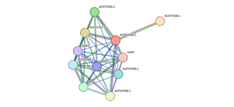 STRING protein interaction network