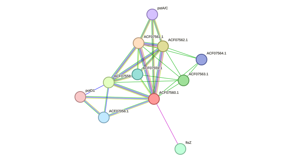 STRING protein interaction network
