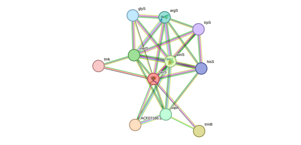 STRING protein interaction network