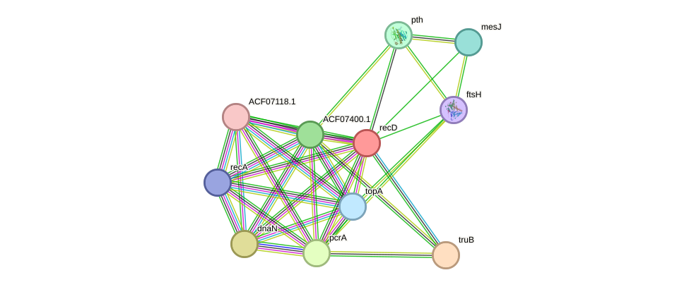 STRING protein interaction network