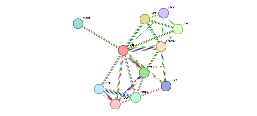 STRING protein interaction network