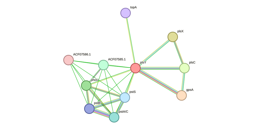 STRING protein interaction network