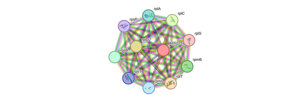 STRING protein interaction network