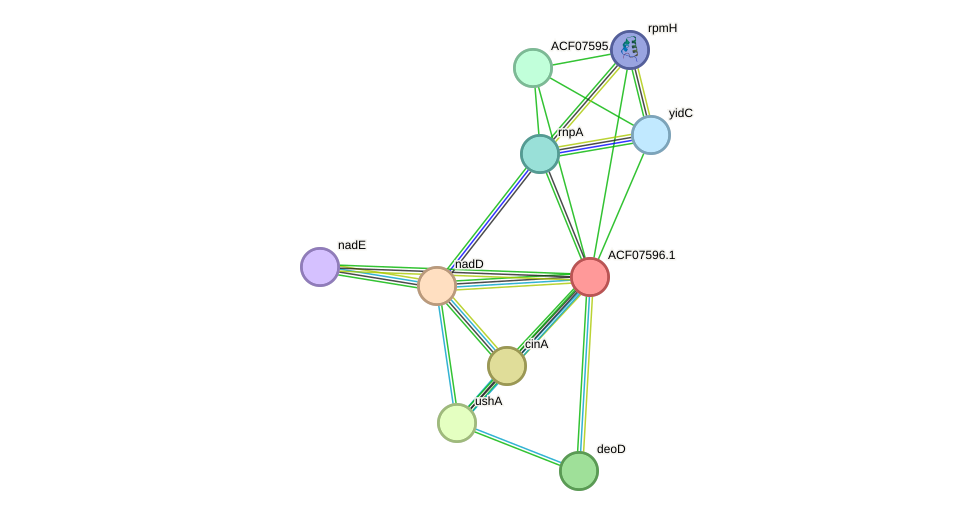 STRING protein interaction network