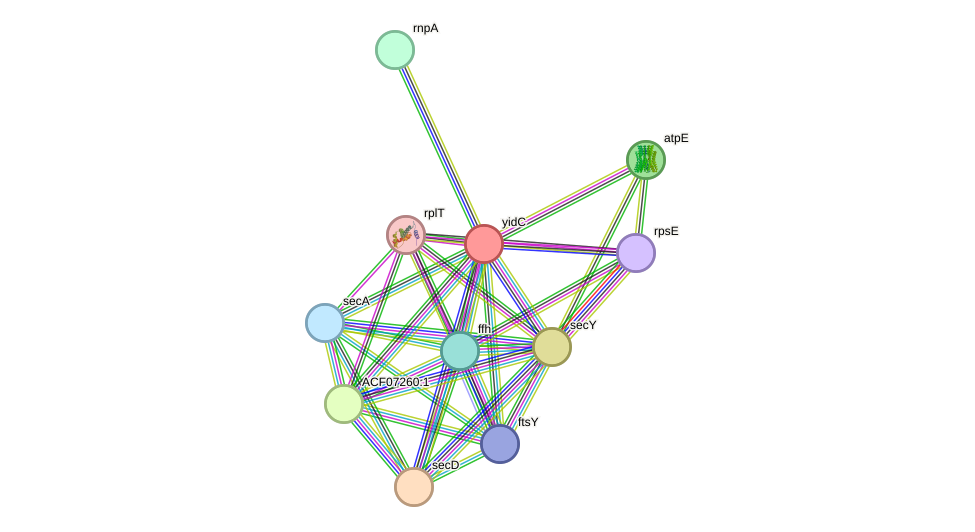 STRING protein interaction network
