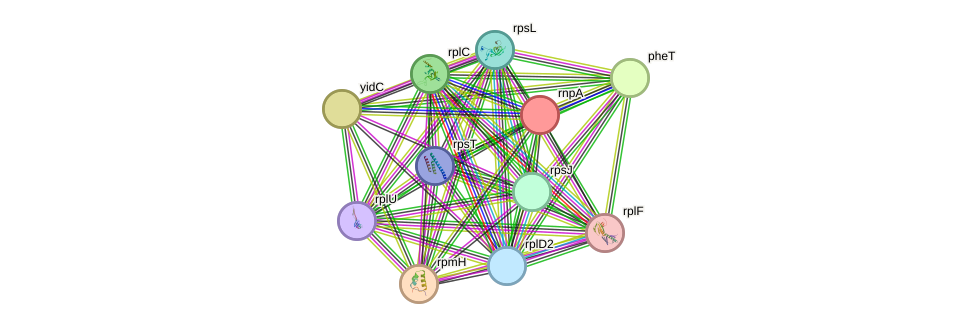 STRING protein interaction network