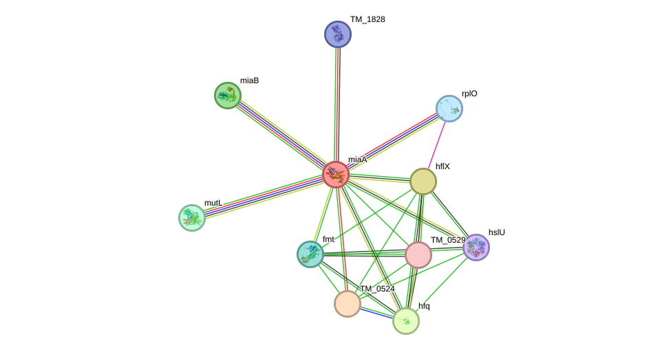 STRING protein interaction network