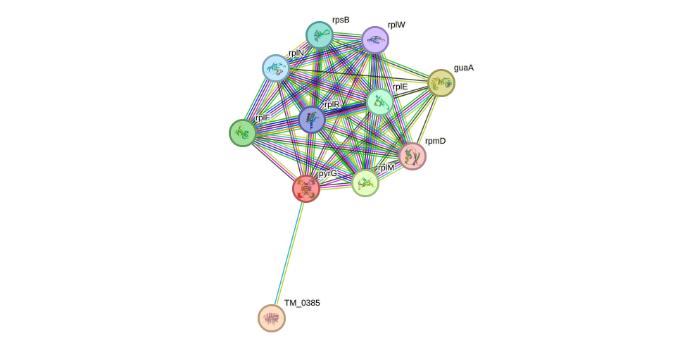 STRING protein interaction network
