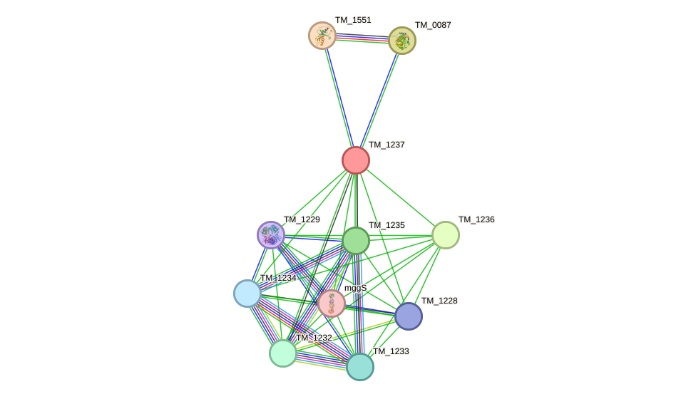 STRING protein interaction network