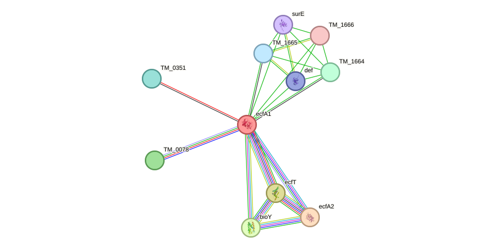 STRING protein interaction network