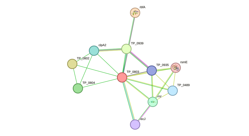 STRING protein interaction network