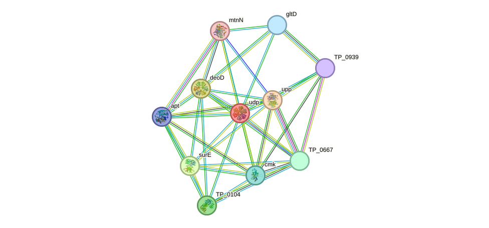 STRING protein interaction network