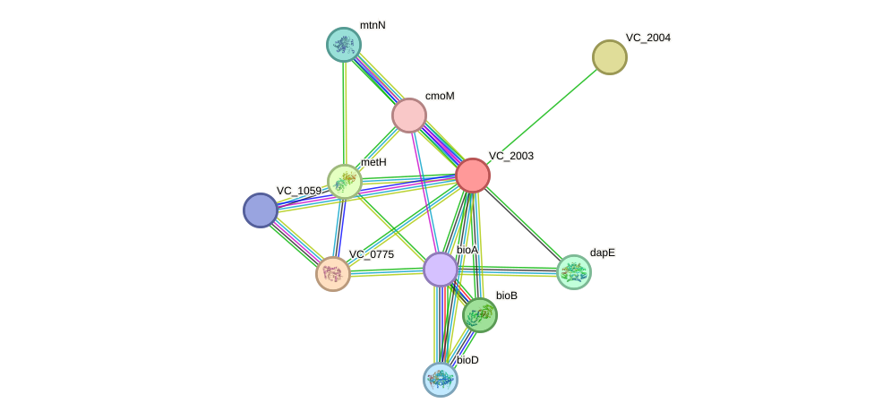 STRING protein interaction network