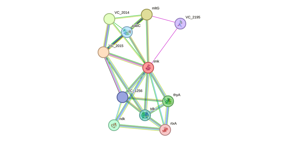 STRING protein interaction network