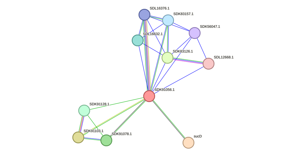 STRING protein interaction network