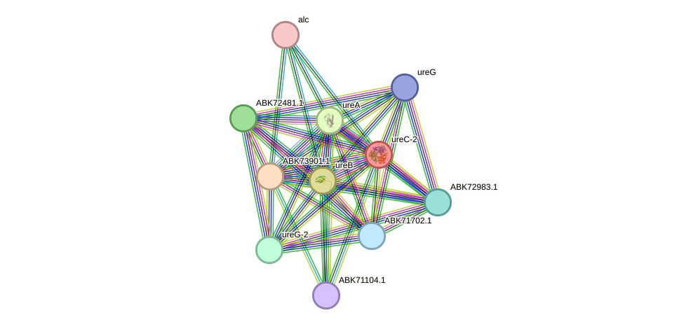 STRING protein interaction network