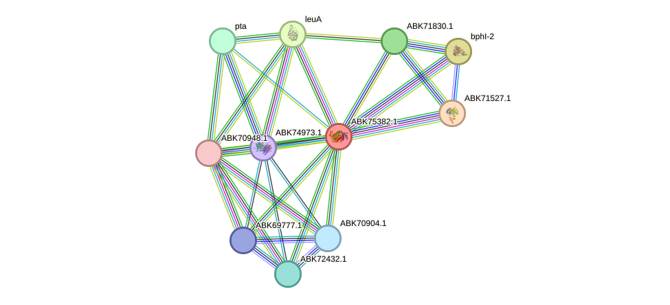 STRING protein interaction network