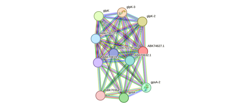 STRING protein interaction network