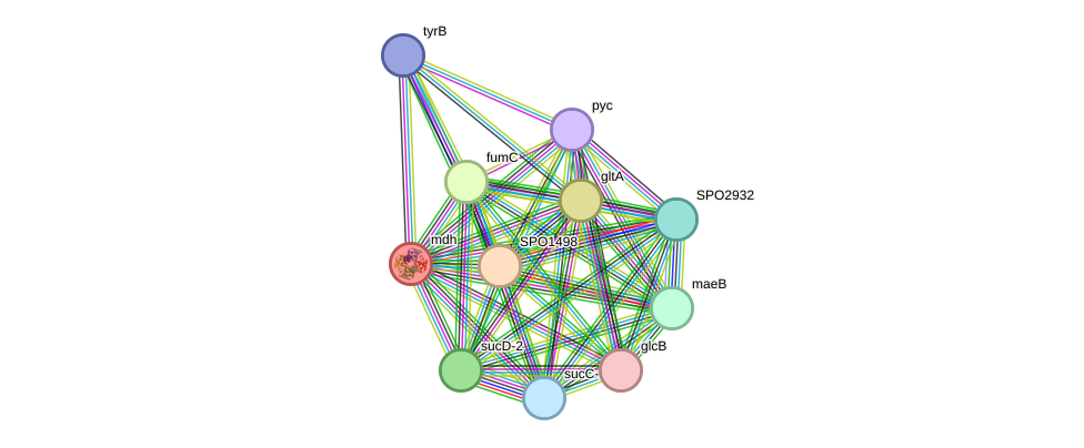 STRING protein interaction network