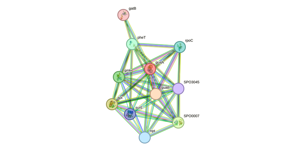 STRING protein interaction network