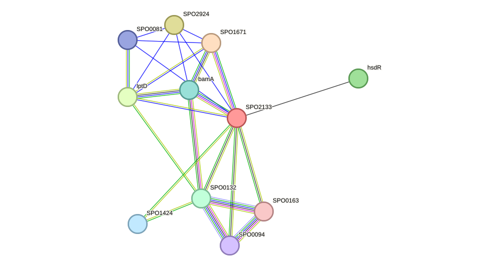 STRING protein interaction network