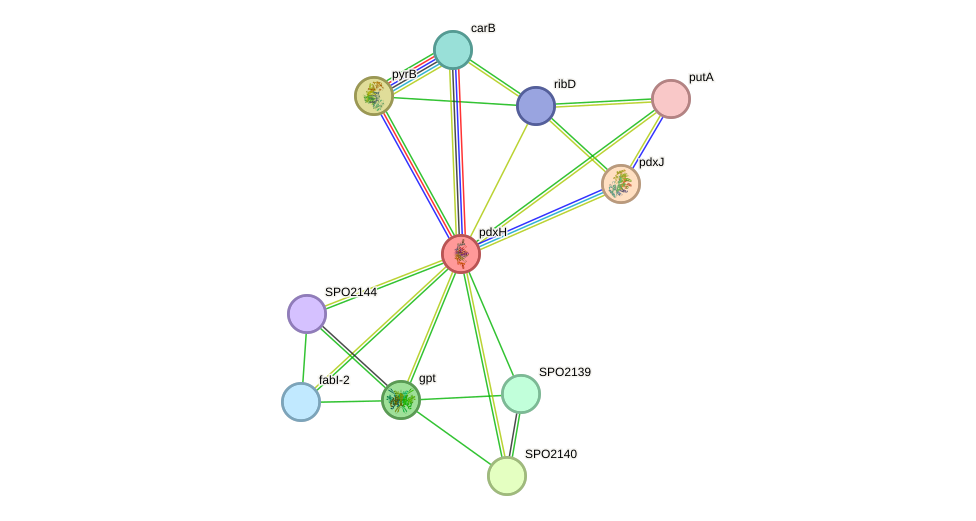 STRING protein interaction network