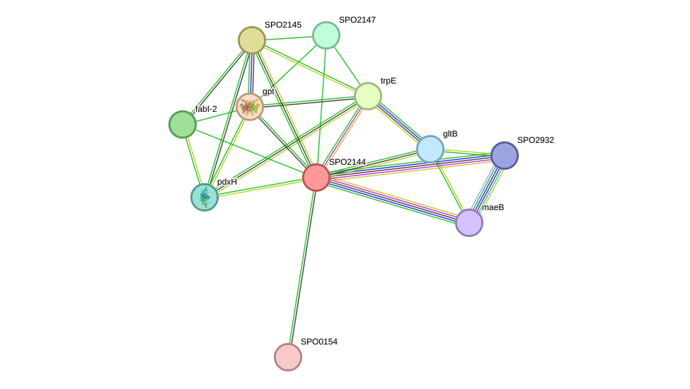 STRING protein interaction network