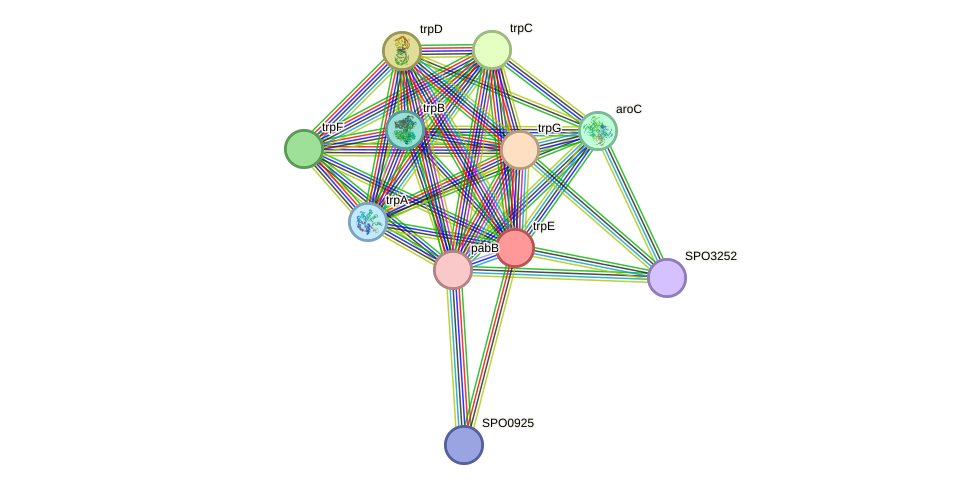 STRING protein interaction network