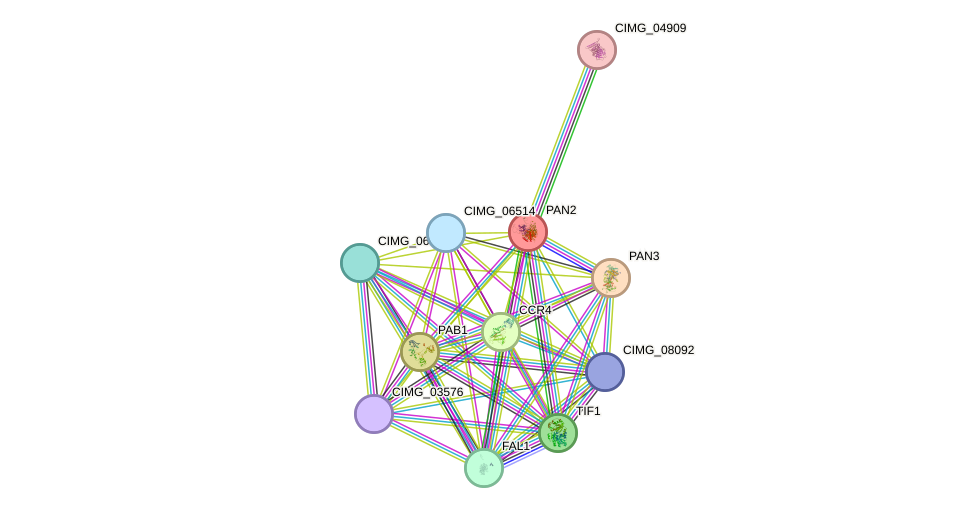 STRING protein interaction network