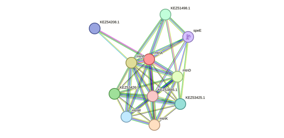 STRING protein interaction network