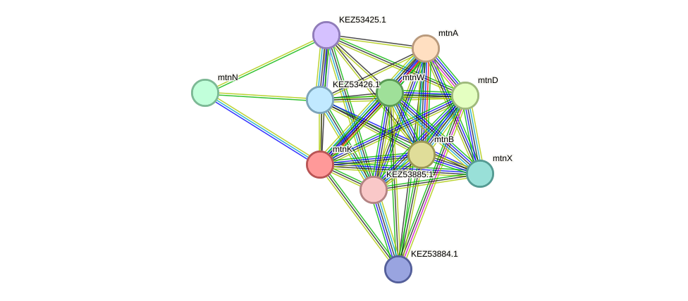 STRING protein interaction network