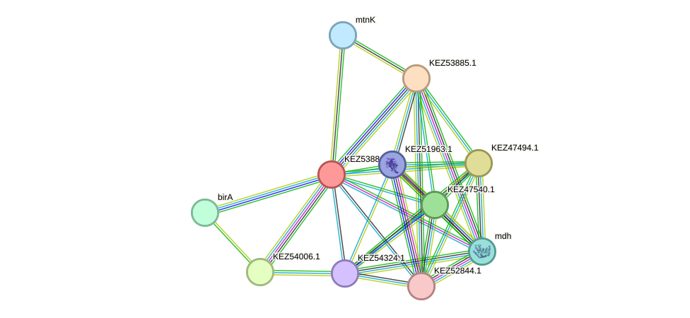 STRING protein interaction network