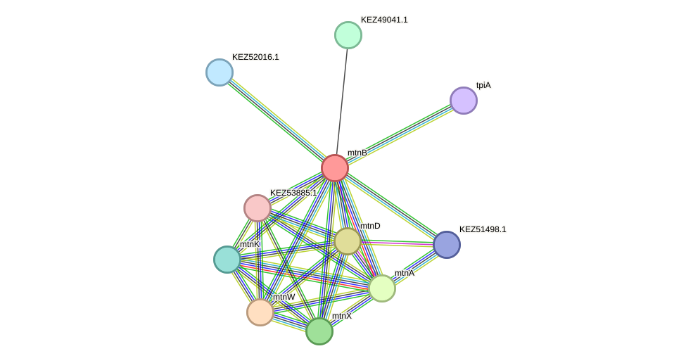 STRING protein interaction network